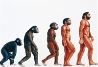 Evolution of Man